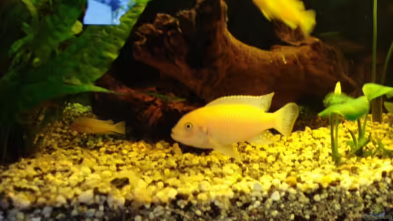 Besatz im Aquarium Becken 10016 von stone (9)