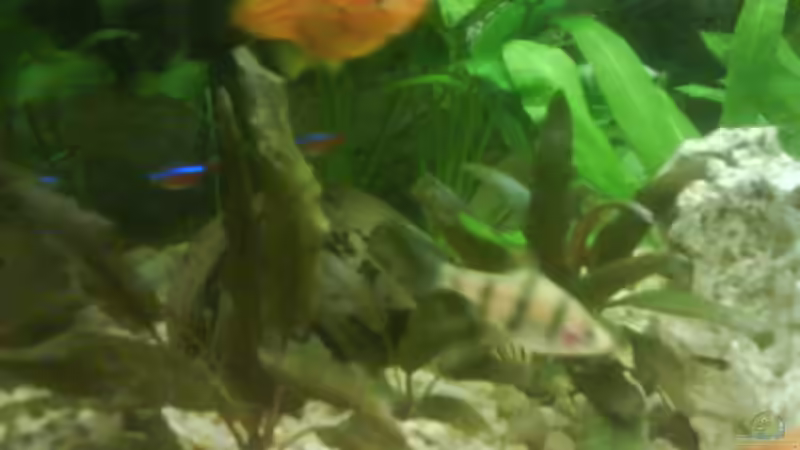 Besatz im Aquarium Becken 10031 von Carlos Eduardo (10)