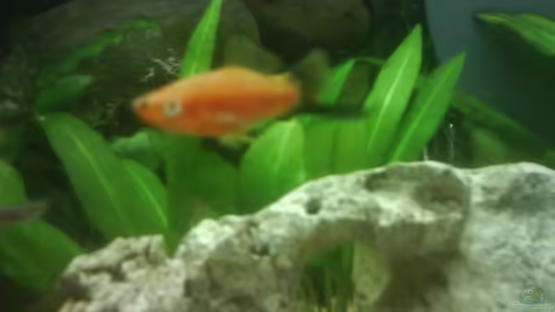 Besatz im Aquarium Becken 10031 von Carlos Eduardo (11)