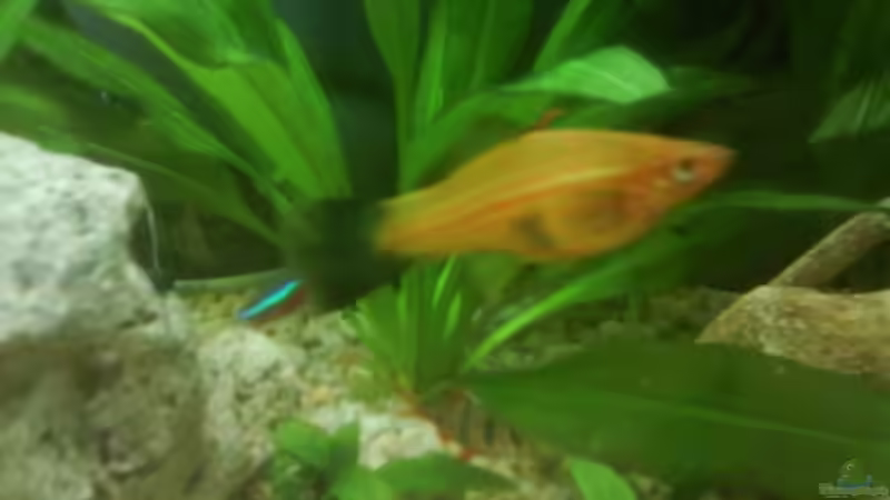 Besatz im Aquarium Becken 10031 von Carlos Eduardo (12)