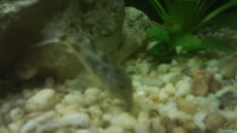 Besatz im Aquarium Becken 10031 von Carlos Eduardo (13)