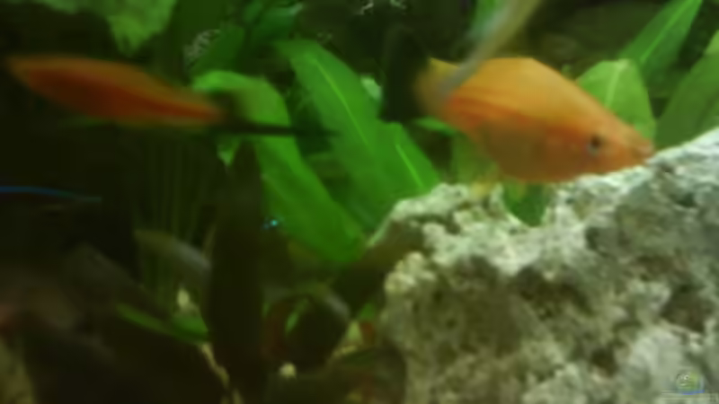 Besatz im Aquarium Becken 10031 von Carlos Eduardo (14)