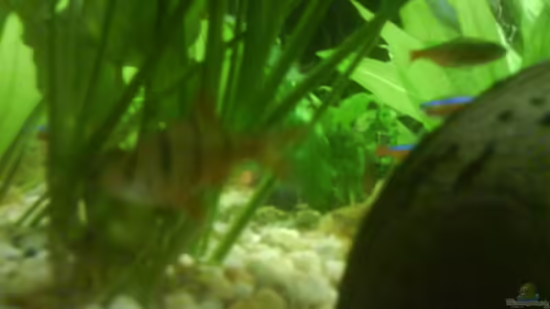 Besatz im Aquarium Becken 10031 von Carlos Eduardo (15)