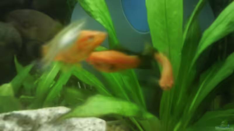 Besatz im Aquarium Becken 10031 von Carlos Eduardo (16)