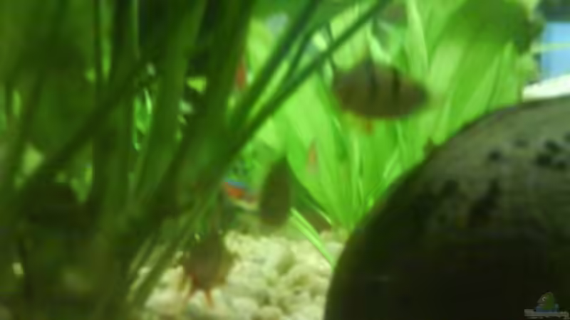 Besatz im Aquarium Becken 10031 von Carlos Eduardo (18)