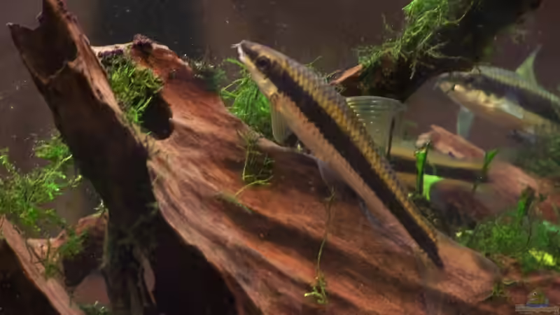 Besatz im Aquarium Becken 10033 von Daniel Schwarzer (3)