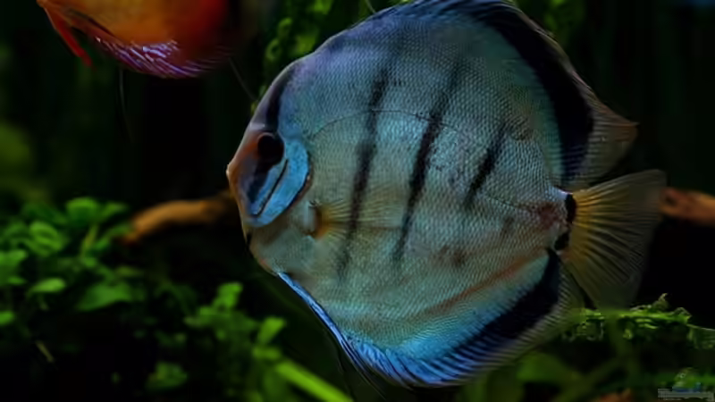 Besatz im Aquarium Becken 10035 von Kyrea (14)