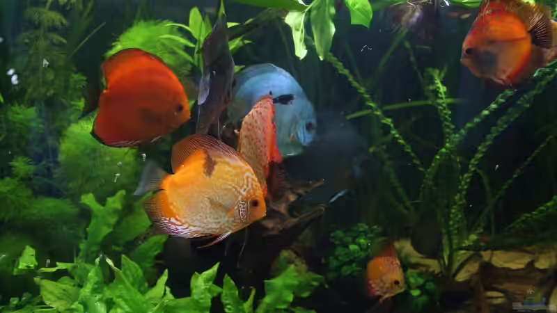 Besatz im Aquarium Becken 10035 von Kyrea (6)