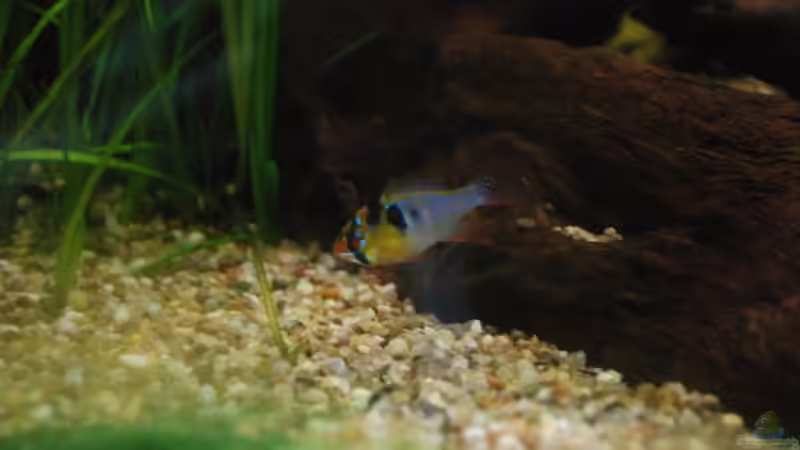 Besatz im Aquarium Becken 10041 von Markus (9)