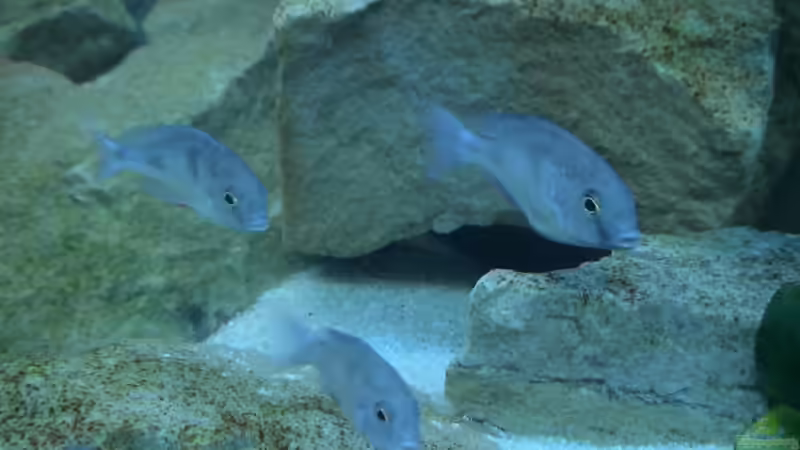 Besatz im Aquarium Becken 10047 von Tropicmarin (13)