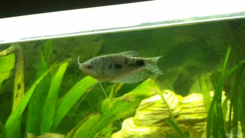 Besatz im Aquarium Becken 10052 von Maximilian Liebl (14)