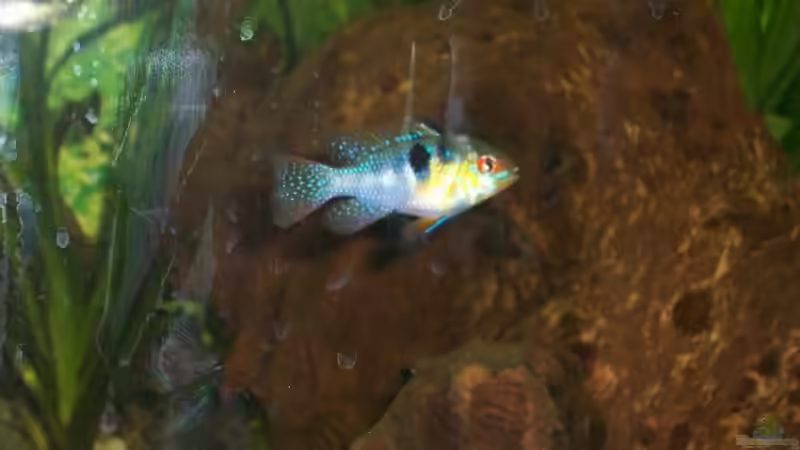 Besatz im Aquarium Becken 10052 von Maximilian Liebl (15)