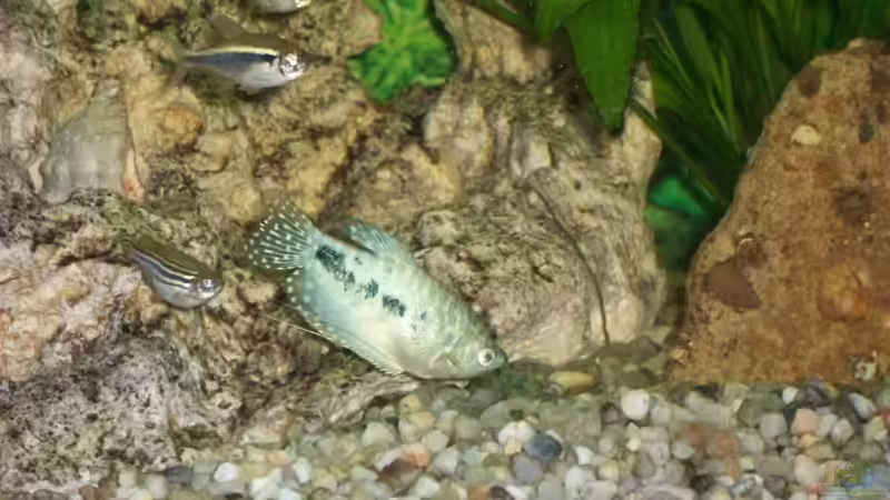 Besatz im Aquarium Becken 10052 von Maximilian Liebl (16)