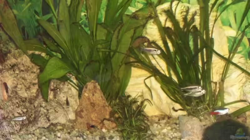 Besatz im Aquarium Becken 10052 von Maximilian Liebl (17)