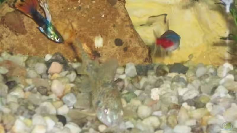 Besatz im Aquarium Becken 10052 von Maximilian Liebl (18)