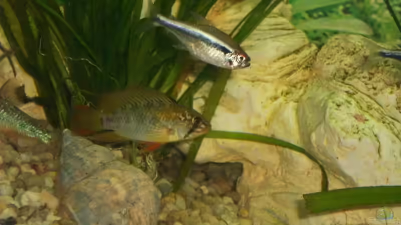 Besatz im Aquarium Becken 10052 von Maximilian Liebl (19)