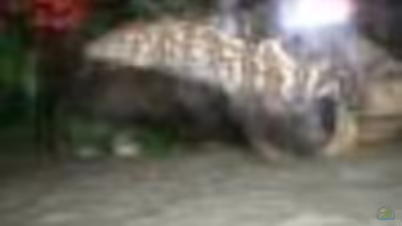 Besatz im Aquarium Becken 10057 von Johannes Krieger (8)