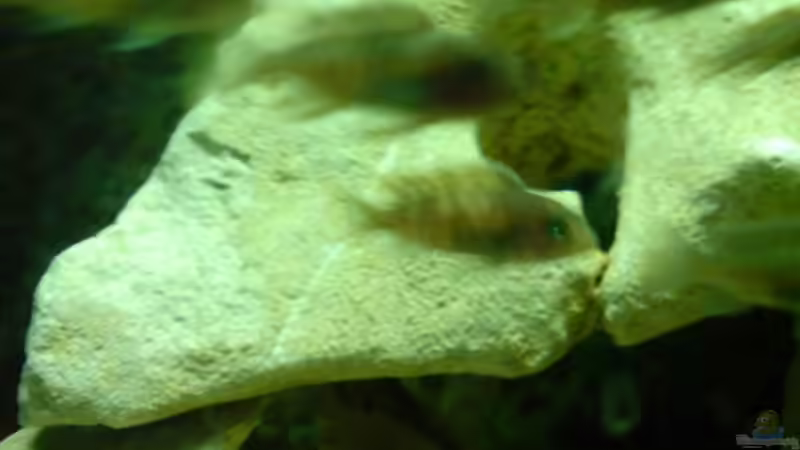 Besatz im Aquarium Becken 10057 von Johannes Krieger (9)