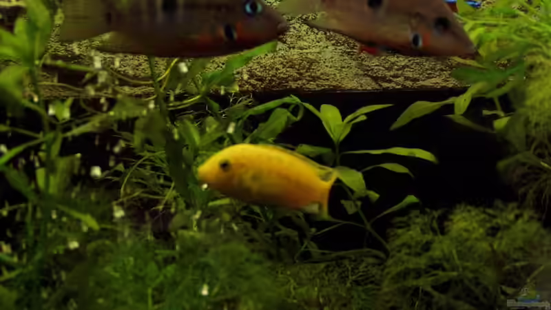 Besatz im Aquarium Becken 1006 von Hardy Kullmann (3)