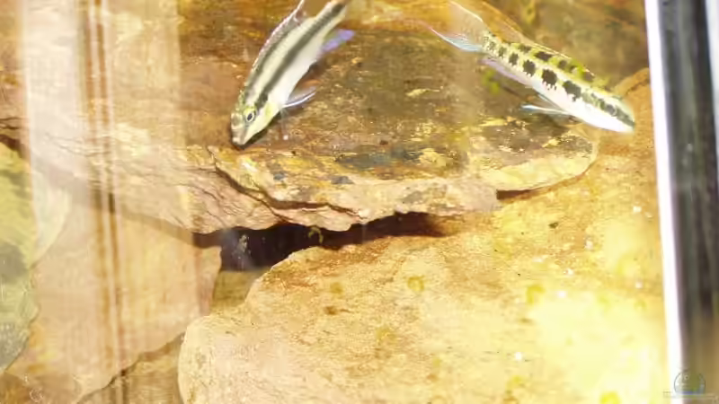 Besatz im Aquarium Becken 1006 von Hardy Kullmann (4)