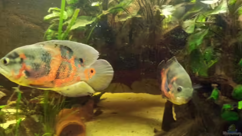 Besatz im Aquarium Becken 10090 von Barbara Langenberger (19)