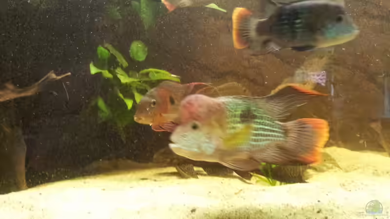 Besatz im Aquarium Becken 10090 von Barbara Langenberger (22)