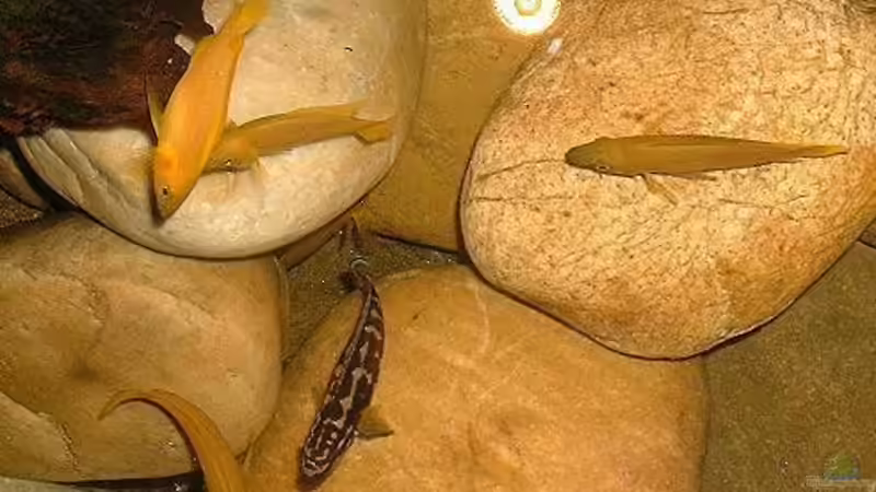 Besatz im Aquarium Becken 101 von Christian Woring (11)