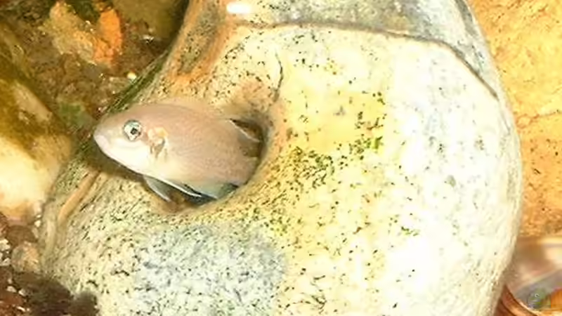 Besatz im Aquarium Becken 101 von Christian Woring (12)