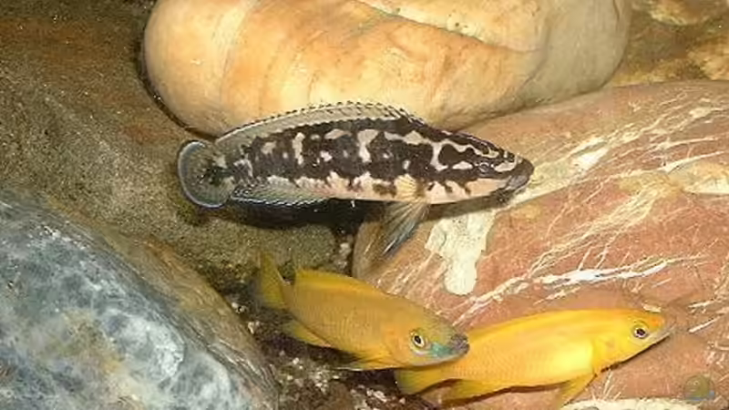 Besatz im Aquarium Becken 101 von Christian Woring (3)