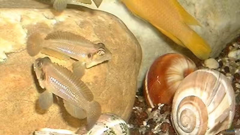 Besatz im Aquarium Becken 101 von Christian Woring (4)