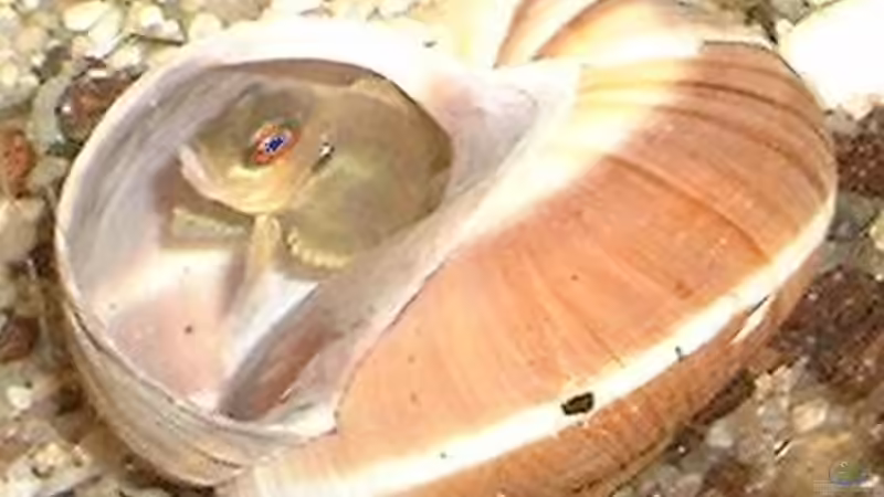 Besatz im Aquarium Becken 101 von Christian Woring (5)