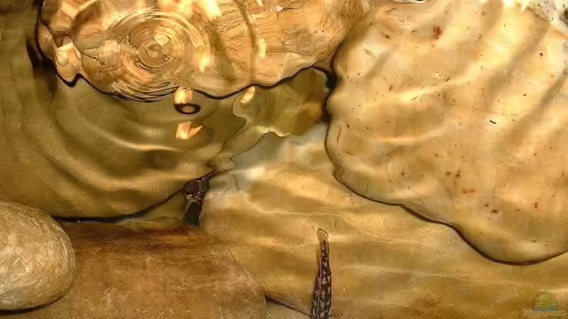 Besatz im Aquarium Becken 101 von Christian Woring (6)