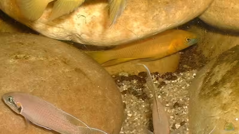 Besatz im Aquarium Becken 101 von Christian Woring (7)