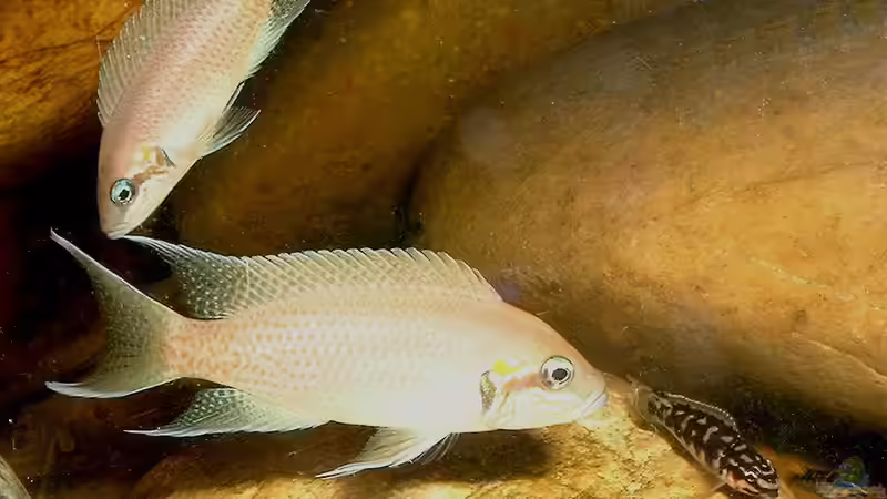 Besatz im Aquarium Becken 101 von Christian Woring (8)