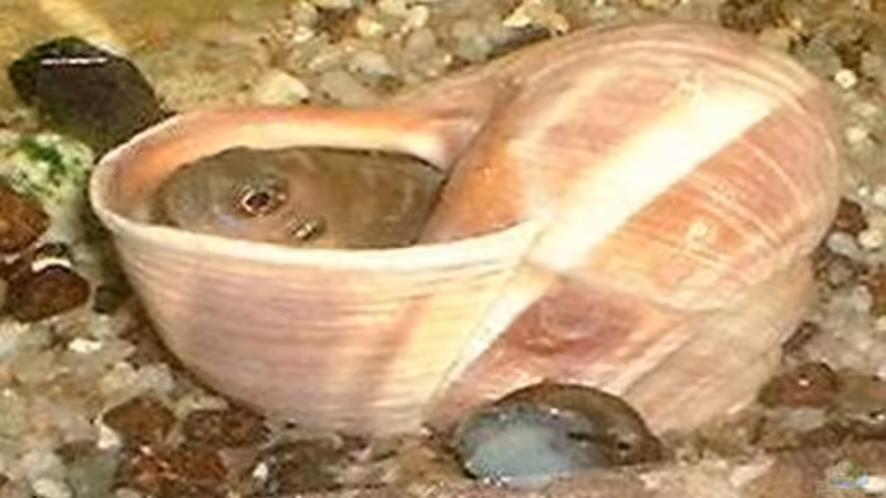 Besatz im Aquarium Becken 101 von Christian Woring (9)