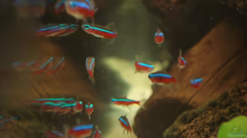 Besatz im Aquarium Becken 10101 von stone (20)