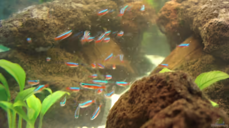 Besatz im Aquarium Becken 10101 von stone (22)