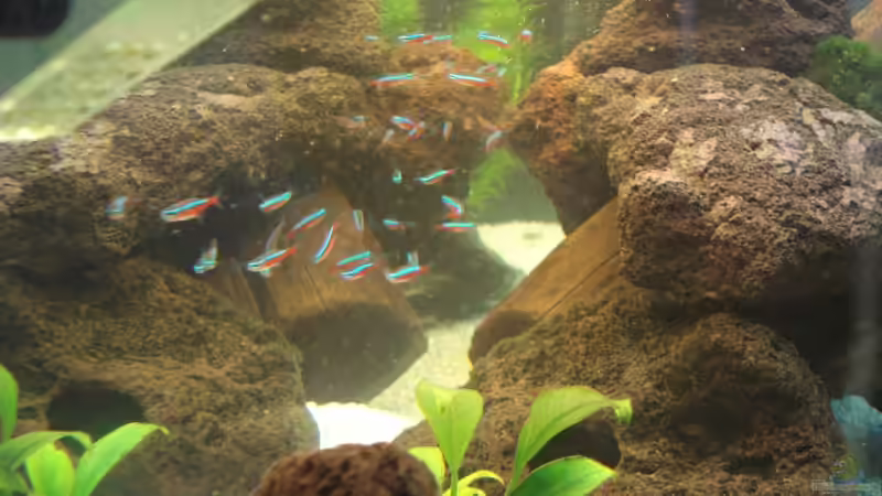 Besatz im Aquarium Becken 10101 von stone (23)