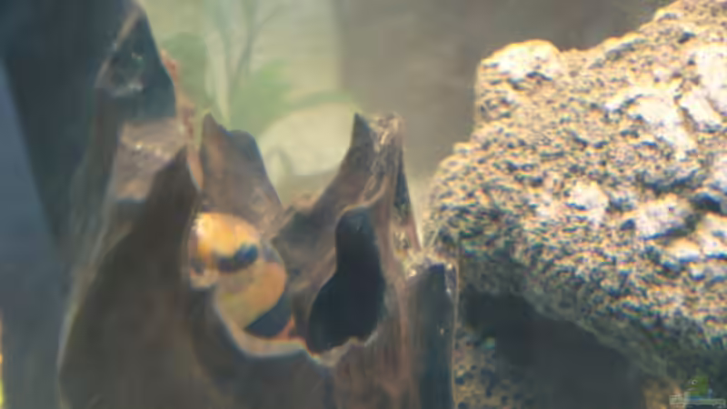 Besatz im Aquarium Becken 10101 von stone (24)