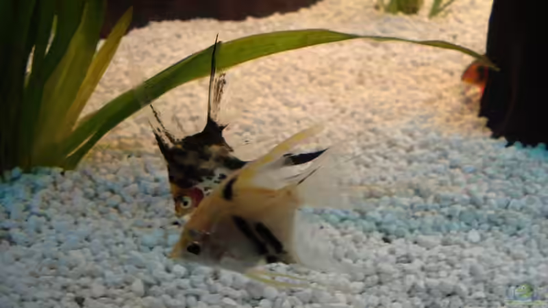 Besatz im Aquarium Becken 10101 von stone (25)