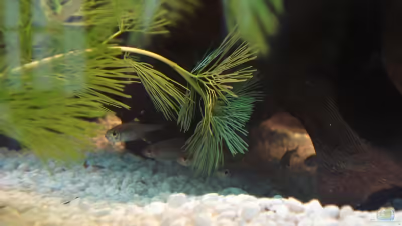 Besatz im Aquarium Becken 10101 von stone (26)