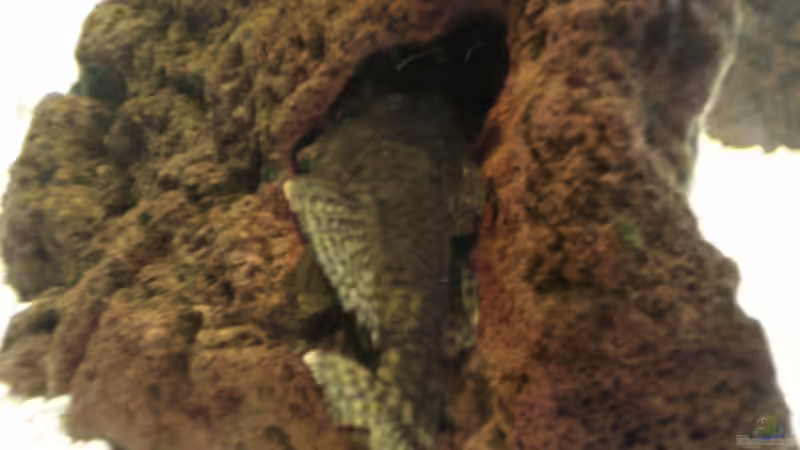 Besatz im Aquarium Becken 10101 von stone (27)