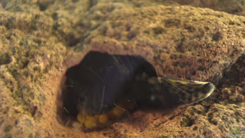 Besatz im Aquarium Becken 10101 von stone (28)