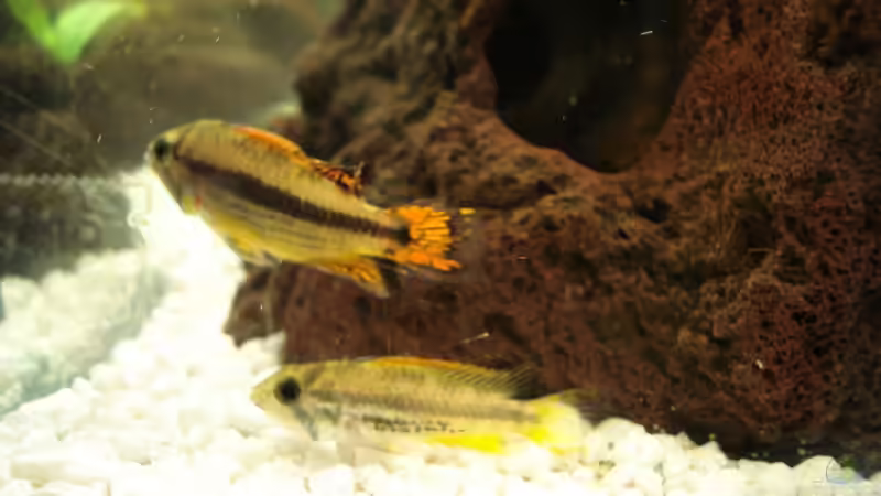 Besatz im Aquarium Becken 10101 von stone (30)