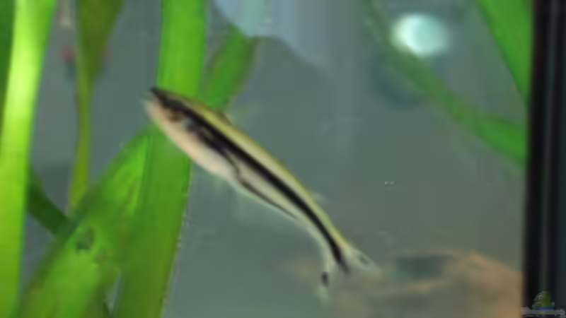 Besatz im Aquarium Becken 10101 von stone (31)