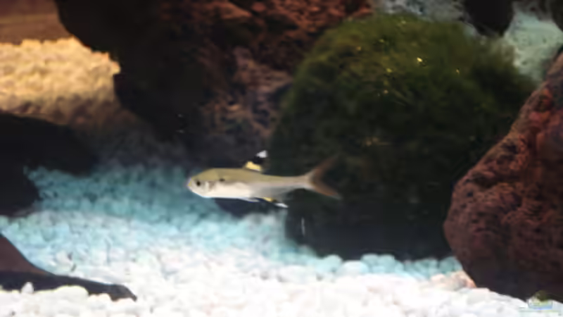 Besatz im Aquarium Becken 10101 von stone (32)