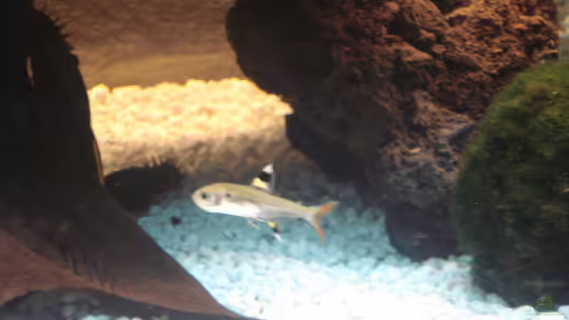 Besatz im Aquarium Becken 10101 von stone (33)