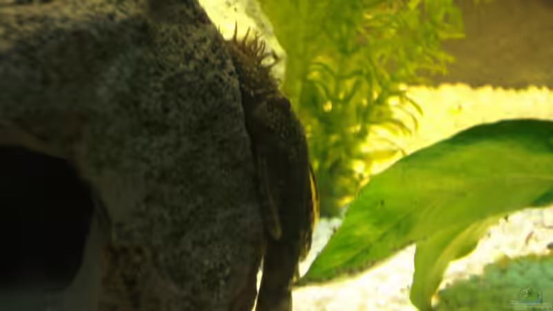 Besatz im Aquarium Becken 10101 von stone (34)