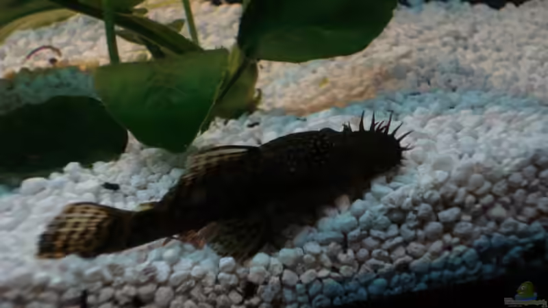 Besatz im Aquarium Becken 10101 von stone (35)