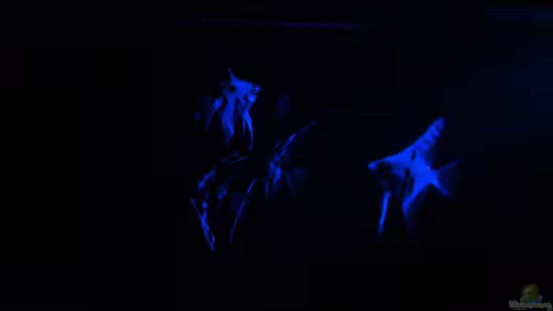 Besatz im Aquarium Becken 10101 von stone (36)